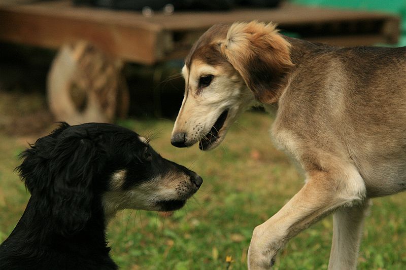 Ameenan lapset 12 vko 257.JPG - Zappa & Mureena